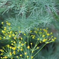 feathery dill seeds
