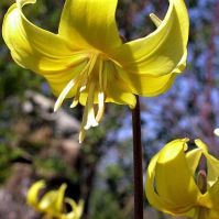 organic spring bulbs