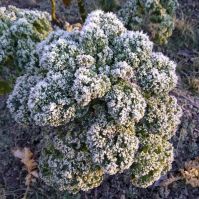 Kale 'East Friesian Palm'