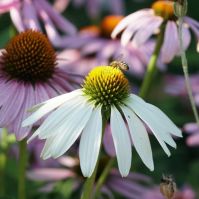Organic Echinacea 'White Swan' Roots