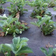 biocover with strawberries planted through