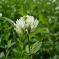 Berseem Clover