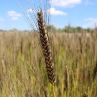 Monomax Einkorn Organic Seed