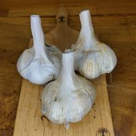 Elephant Garlic Ireland