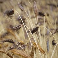 Organic Emmer Grain