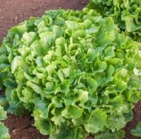 Endive 'Mascha'