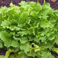 organic endive seeds