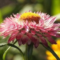 Everlasting Flower 'Roggli Riesen'