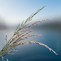 false oat grass seeds