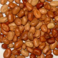 field beans