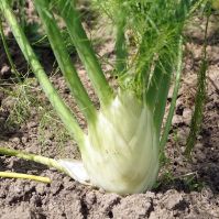 Fennel 'White Perfection'