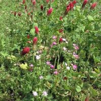 Fertility building mix summer green manure 