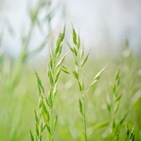 Organic Creeping Red Fescue Seed