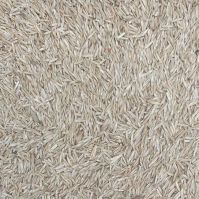 Organic Festulolium Seed
