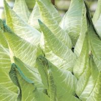 Cabbage 'Filderkraut'