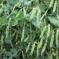 first early may organic peas