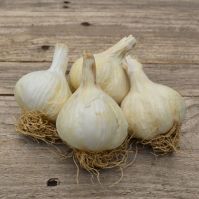 'Flavor' Organic Garlic (Late Planting)