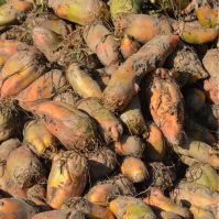 Organic Fodder Beet Ireland