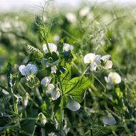 Fresnel Fodder Pea Seed Ireland