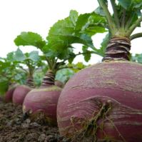 Fodder Swede Seed Ireland