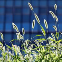 Meadow Foxtail Grass