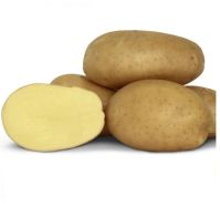 francis seed potatoes