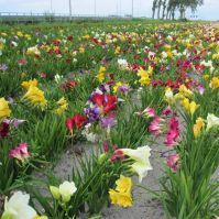 freesia mix bulbs
