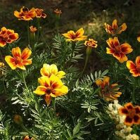Tagetes patula