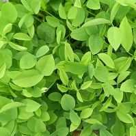 Fodder Galega Leaves