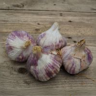 'Germidour' Organic Garlic (Autumn Planting)