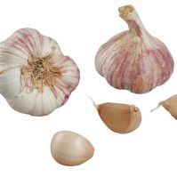 Organic Germidour Seed Garlic