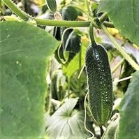 Cucumber Gherkin 'Foothill Grape'