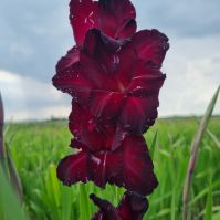 gladiolus black surprise