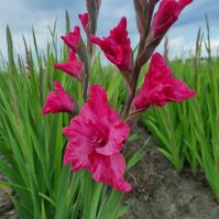 Gladiolus Kingston Ruffle