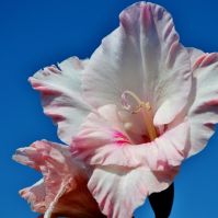 Organic Gladioli 'Adrenalin'