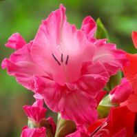 Gladiolus 'Sweet Love' 