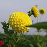 Dahlia Golden Torch Organic Bulbs