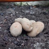 Golden Wonder Organic Seed Potatoes