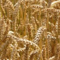 Field of ripening organic wheat