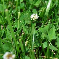 Species Rich Permanent Pasture