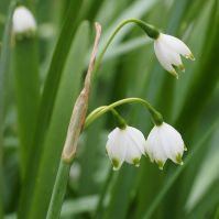 Organic Leucojum aestivum 'Gravetye giant' 