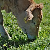 Increase diversity to reduce nitrogen demand