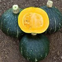 Organic Green hakkaido Pumpkin