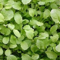 Mustard Leaves