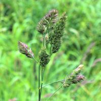 Cocksfoot Seed