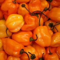 Pepper 'Habanero'