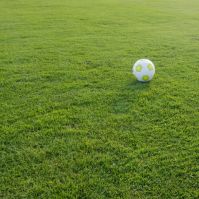 Hard Wearing Lawn Seed