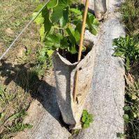 Hemp Tree Guards
