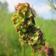 Organic Herb Mix for Grassland