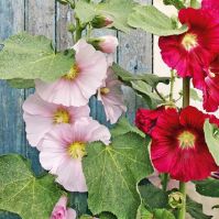 Hollyhock